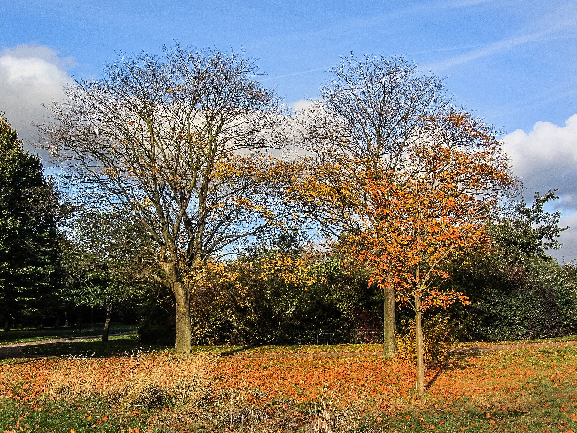 Autumn Trees in Regents Park (8266466195)